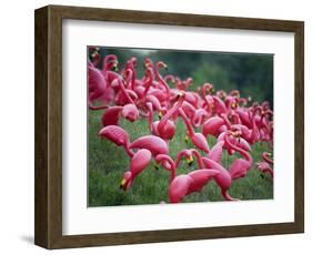 Flamingos-John Gusky-Framed Photographic Print