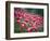 Flamingos-John Gusky-Framed Photographic Print