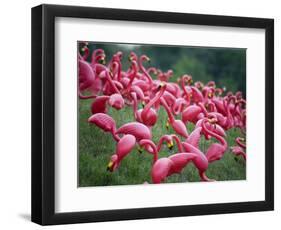 Flamingos-John Gusky-Framed Photographic Print