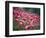 Flamingos-John Gusky-Framed Photographic Print