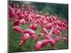 Flamingos-John Gusky-Mounted Photographic Print