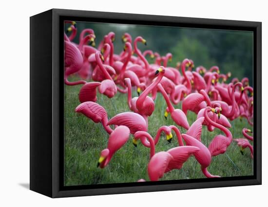 Flamingos-John Gusky-Framed Stretched Canvas