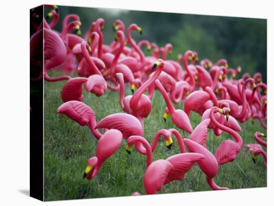 Flamingos-John Gusky-Stretched Canvas