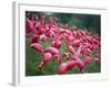 Flamingos-John Gusky-Framed Photographic Print