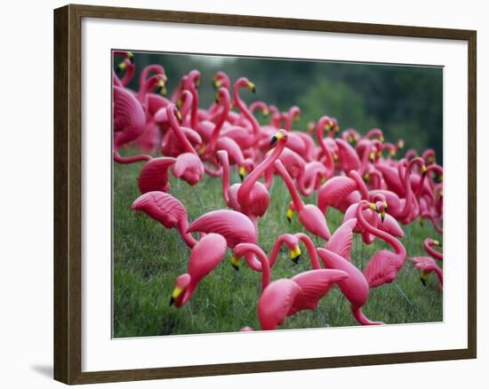 Flamingos-John Gusky-Framed Photographic Print