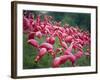 Flamingos-John Gusky-Framed Photographic Print