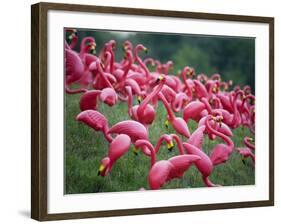 Flamingos-John Gusky-Framed Photographic Print