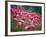 Flamingos-John Gusky-Framed Photographic Print