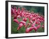 Flamingos-John Gusky-Framed Photographic Print