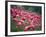 Flamingos-John Gusky-Framed Photographic Print