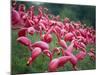 Flamingos-John Gusky-Mounted Photographic Print