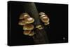 Flammulina Velutipes (Winter Mushroom, Velvet Shank, Enoki, Lily Mushroom)-Paul Starosta-Stretched Canvas