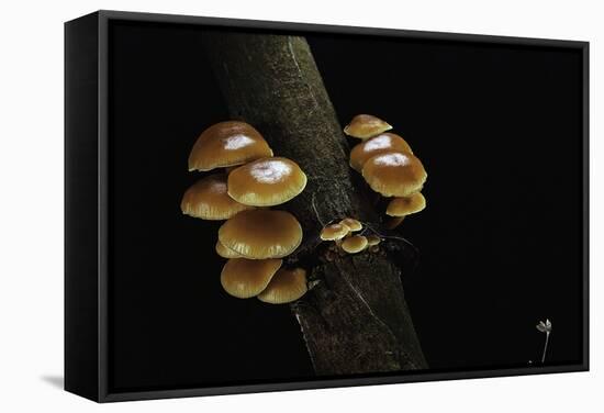 Flammulina Velutipes (Winter Mushroom, Velvet Shank, Enoki, Lily Mushroom)-Paul Starosta-Framed Stretched Canvas