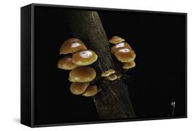 Flammulina Velutipes (Winter Mushroom, Velvet Shank, Enoki, Lily Mushroom)-Paul Starosta-Framed Stretched Canvas