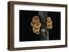 Flammulina Velutipes (Winter Mushroom, Velvet Shank, Enoki, Lily Mushroom)-Paul Starosta-Framed Photographic Print