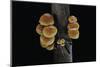 Flammulina Velutipes (Winter Mushroom, Velvet Shank, Enoki, Lily Mushroom)-Paul Starosta-Mounted Photographic Print