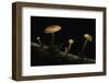 Flammulina Velutipes (Winter Mushroom, Velvet Shank, Enoki, Lily Mushroom)-Paul Starosta-Framed Photographic Print