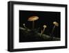 Flammulina Velutipes (Winter Mushroom, Velvet Shank, Enoki, Lily Mushroom)-Paul Starosta-Framed Photographic Print