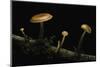 Flammulina Velutipes (Winter Mushroom, Velvet Shank, Enoki, Lily Mushroom)-Paul Starosta-Mounted Photographic Print