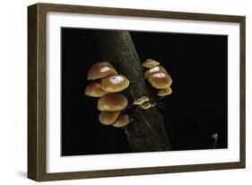 Flammulina Velutipes (Winter Mushroom, Velvet Shank, Enoki, Lily Mushroom)-Paul Starosta-Framed Photographic Print