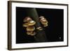 Flammulina Velutipes (Winter Mushroom, Velvet Shank, Enoki, Lily Mushroom)-Paul Starosta-Framed Photographic Print