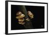 Flammulina Velutipes (Winter Mushroom, Velvet Shank, Enoki, Lily Mushroom)-Paul Starosta-Framed Photographic Print