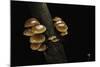 Flammulina Velutipes (Winter Mushroom, Velvet Shank, Enoki, Lily Mushroom)-Paul Starosta-Mounted Photographic Print