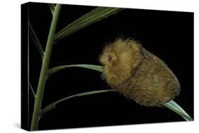 Flannel Moth Caterpillar or Puss Caterpillar-Paul Starosta-Stretched Canvas