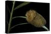 Flannel Moth Caterpillar or Puss Caterpillar-Paul Starosta-Stretched Canvas