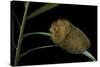 Flannel Moth Caterpillar or Puss Caterpillar-Paul Starosta-Stretched Canvas