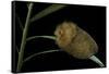 Flannel Moth Caterpillar or Puss Caterpillar-Paul Starosta-Framed Stretched Canvas