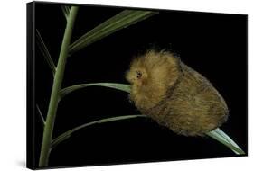 Flannel Moth Caterpillar or Puss Caterpillar-Paul Starosta-Framed Stretched Canvas