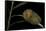 Flannel Moth Caterpillar or Puss Caterpillar-Paul Starosta-Framed Stretched Canvas