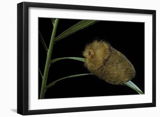 Flannel Moth Caterpillar or Puss Caterpillar-Paul Starosta-Framed Photographic Print