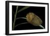 Flannel Moth Caterpillar or Puss Caterpillar-Paul Starosta-Framed Photographic Print