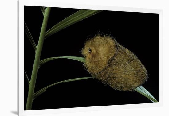 Flannel Moth Caterpillar or Puss Caterpillar-Paul Starosta-Framed Photographic Print