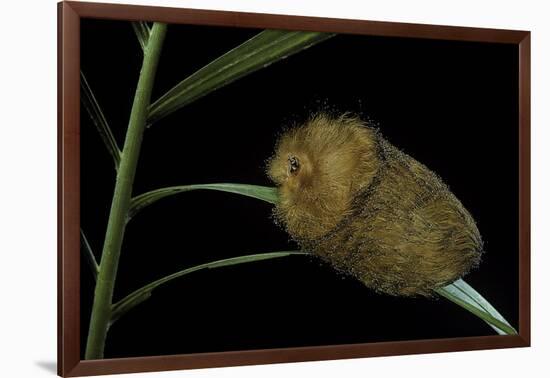 Flannel Moth Caterpillar or Puss Caterpillar-Paul Starosta-Framed Photographic Print