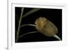 Flannel Moth Caterpillar or Puss Caterpillar-Paul Starosta-Framed Photographic Print