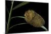 Flannel Moth Caterpillar or Puss Caterpillar-Paul Starosta-Mounted Photographic Print