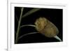 Flannel Moth Caterpillar or Puss Caterpillar-Paul Starosta-Framed Photographic Print