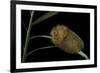 Flannel Moth Caterpillar or Puss Caterpillar-Paul Starosta-Framed Photographic Print