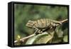 Flap-Neck Chameleon-null-Framed Stretched Canvas