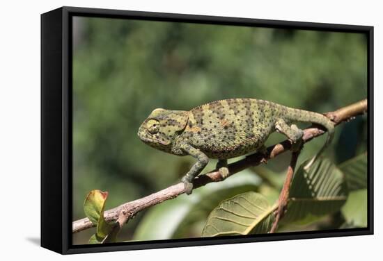 Flap-Neck Chameleon-null-Framed Stretched Canvas