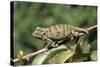 Flap-Neck Chameleon-null-Stretched Canvas