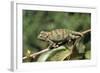 Flap-Neck Chameleon-null-Framed Photographic Print