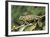 Flap-Neck Chameleon-null-Framed Photographic Print