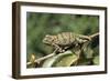 Flap-Neck Chameleon-null-Framed Photographic Print