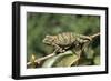 Flap-Neck Chameleon-null-Framed Photographic Print