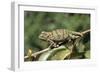 Flap-Neck Chameleon-null-Framed Photographic Print