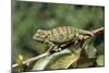 Flap-Neck Chameleon-null-Mounted Photographic Print